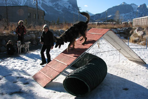 Agility with Dogs - photo 4